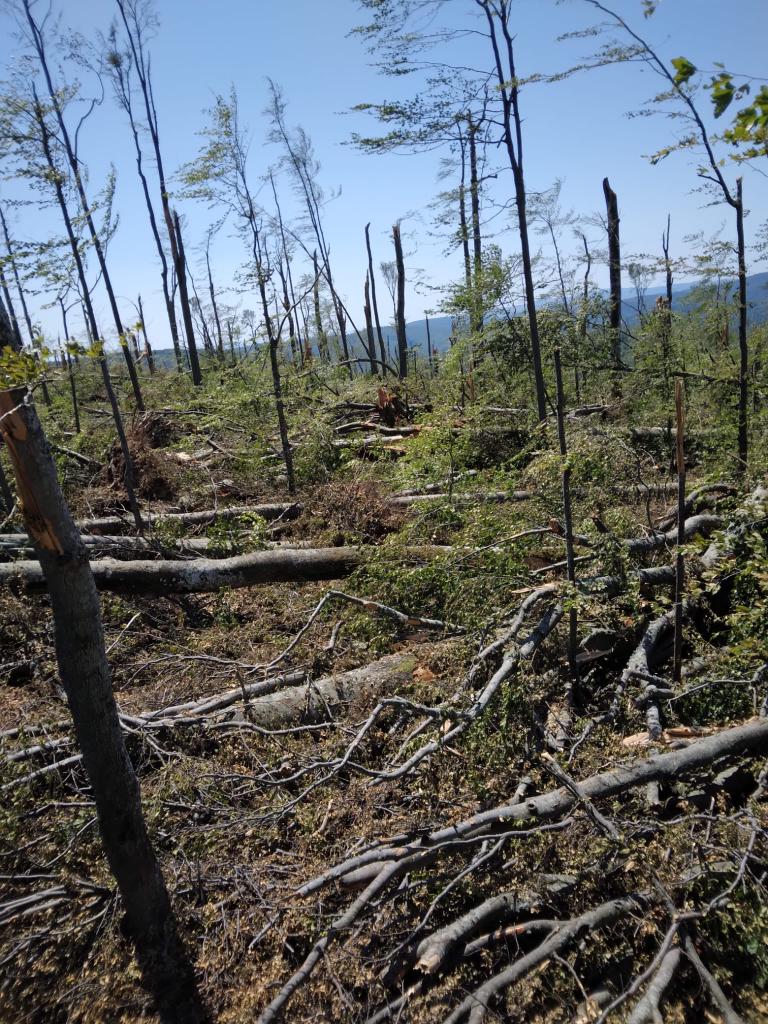 Caraş-Severin: Mii de hectare de pădure, distruse în urma fenomenelor meteo extreme