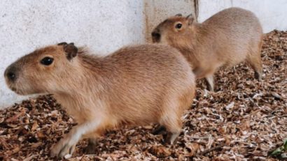 Noi animale, la Grădina Zoologică din Târgu Mureş