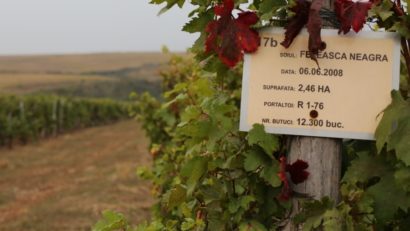 CONSTANȚA: Aliman, la răscrucea istoriei, a vinului şi a turismului