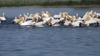 Delta Dunării, desemnată Destinația Anului 2025