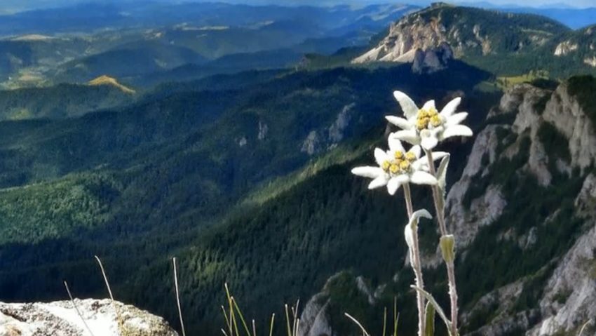 Floarea de colț, aclimatizată la câmpie