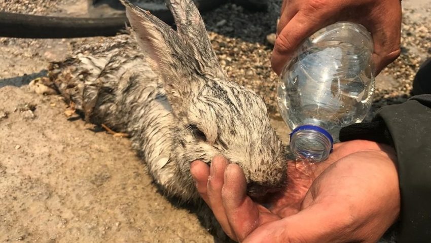 ANAT: Starea de urgenţă a încetat în Rhodos