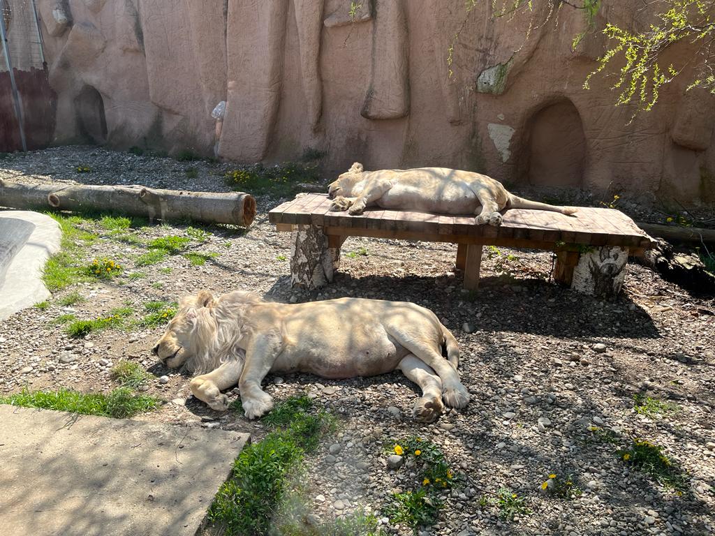 Lei Zoo Brasov