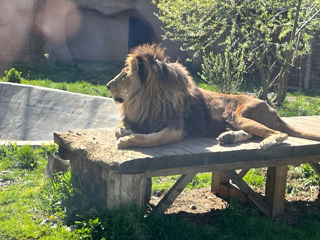 Pe caniculă, animalele de la Zoo Brașov primesc hrană înghețată