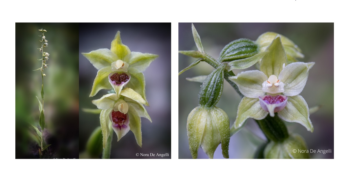 Nouă specie de orhidee, descoperită în Parcul Natural Bucegi