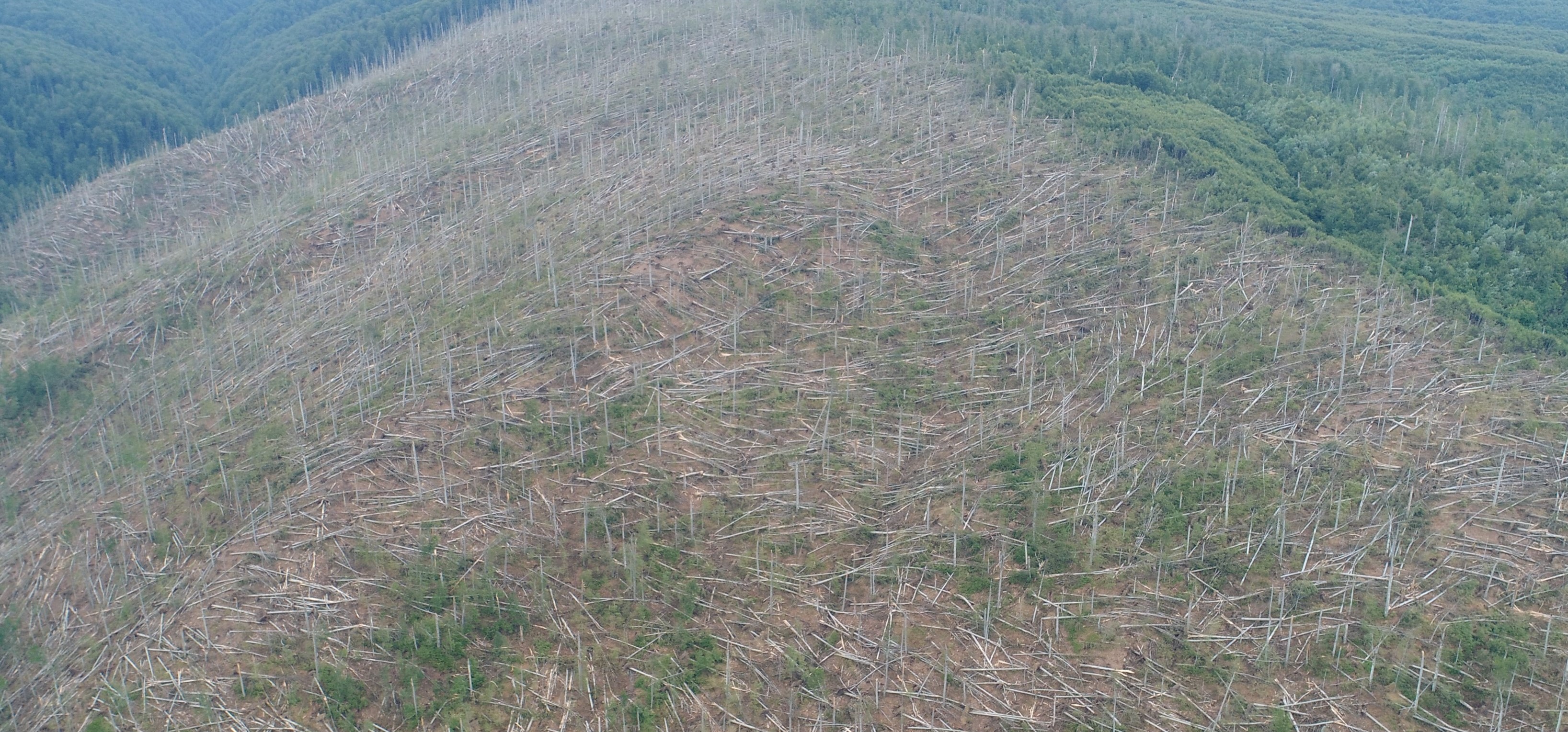 Pagube majore în situl UNESCO din Parcul Naţional Semenic-Cheile Caraşului: Arbori de peste 500 de ani au fost doborâți de furtuni