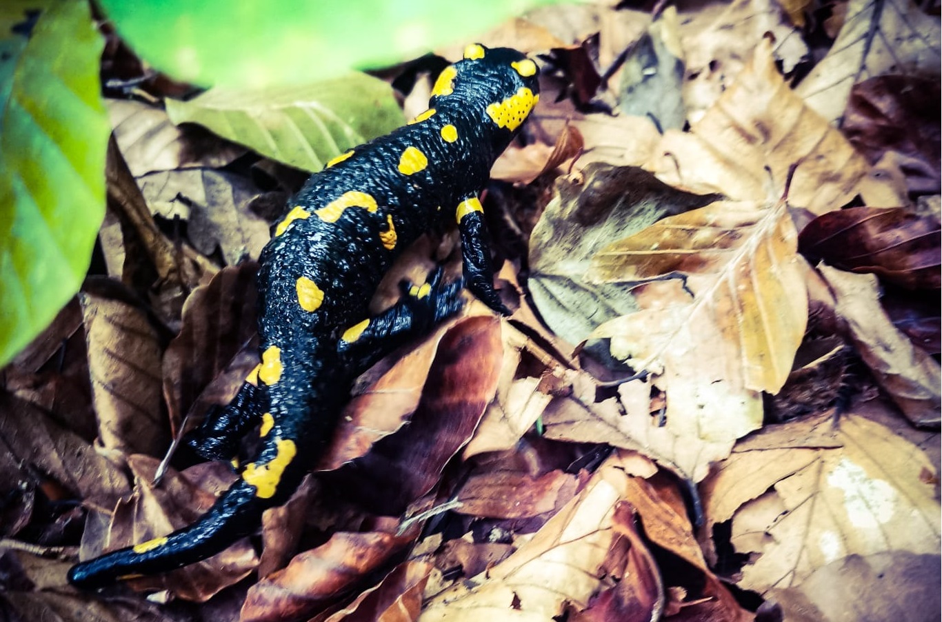 salamandra tampa