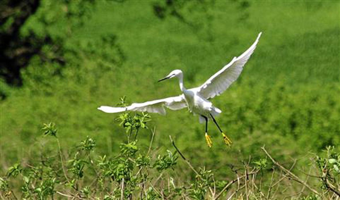 Birdwatching, în Delta Banatului