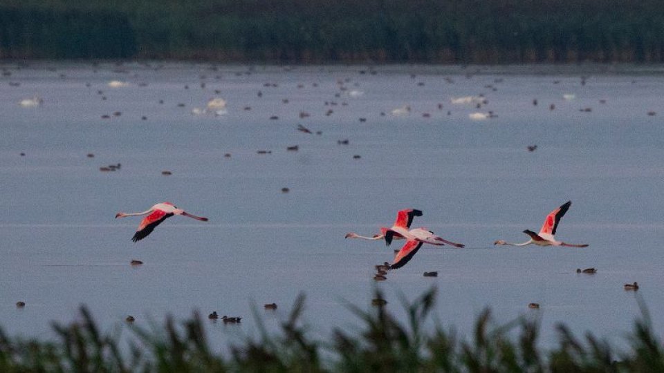 Profesor de la Universitatea Cambridge: Omenirea exploatează natura mult dincolo de limitele acesteia