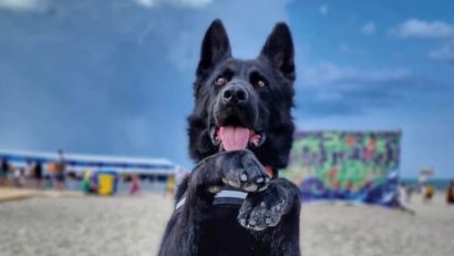 Câinele polițist Șuier, la Neversea 2023