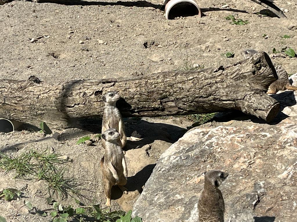 Suricate