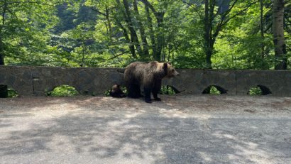IGSU: Zeci de mesaje RO-ALERT, în ultimele 3 zile, despre prezenţa urşilor în apropierea comunităţilor