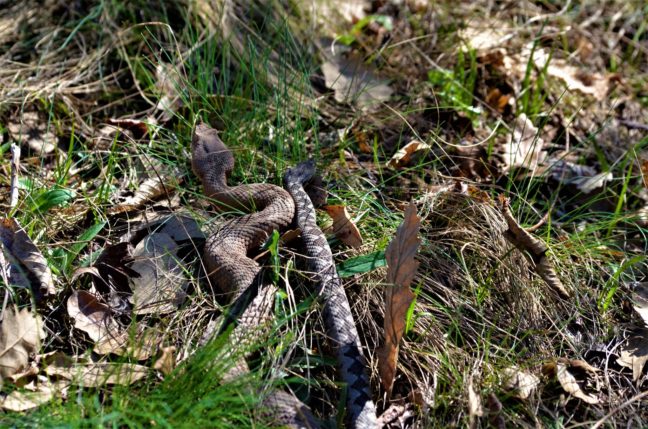 Viperele, un pericol pentru amatorii de drumeții în natură | AUDIO