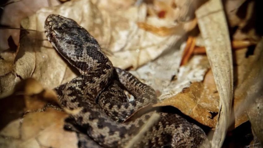 vipera