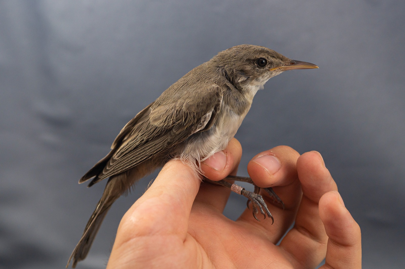 Frunzăriţa balcanică, nouă specie de pasăre descoperită în România