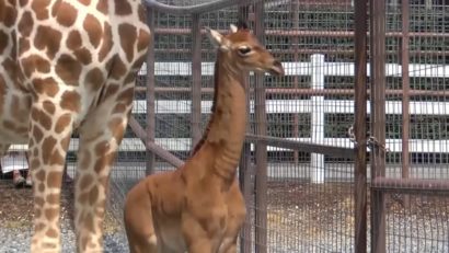 O girafă fără pete, noua vedetă a unui zoo din Tennessee | VIDEO