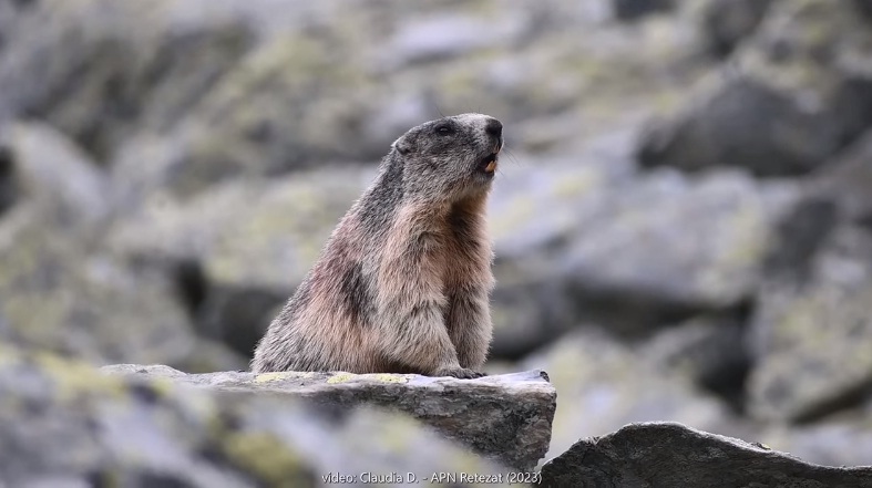 Marmota santinelă din Parcul Național Retezat, vedetă pe social media | VIDEO