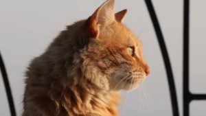 O insulă din Grecia oferă cazare gratuită celor care îngrijesc pisicile fără stăpân