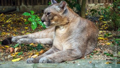 BUCUREȘTI: Grădina Zoologică protejează animalele de caniculă cu ceaiuri, fructe şi carne îngheţată