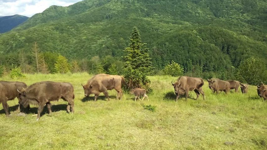 Zimbri din Munții Ţarcu au ajuns în Parcul Național Domogled-Valea Cernei | VIDEO