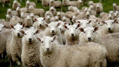 O nouă ediție a Festivalului folcloric pastoral „Coborâtul oilor de la munte”, la Baia de Fier