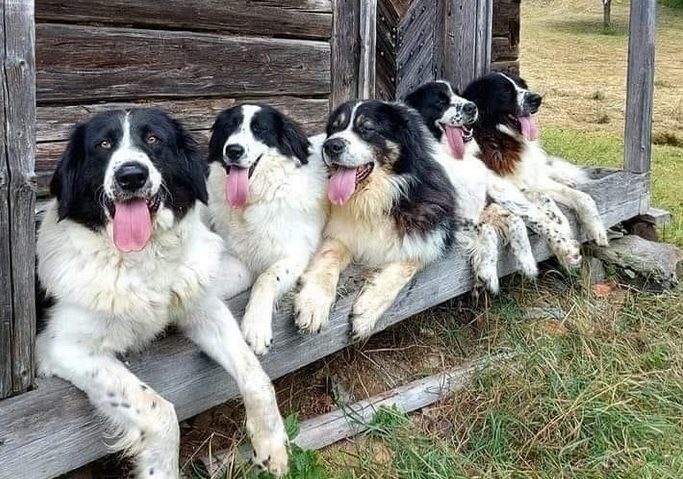 BREZOI: Cei mai frumoşi câini ciobăneşti româneşti, la “Pastorala Lovişteană”