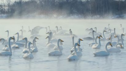 Observarea migraţiei de toamnă devine o tradiţie şi în România