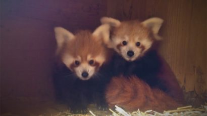 Ziua Panda Roșu, la Zoo Brașov