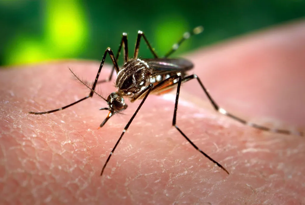 Ce trebuie să știm despre pericolul înțepăturilor de țânțar