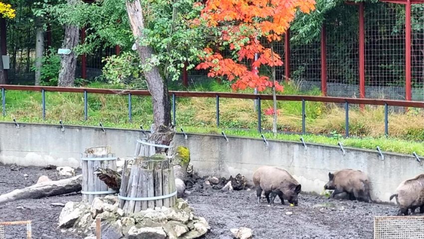 Dublă sărbătoare la Zoo Brașov