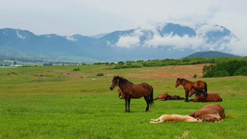 piatra craiului poale