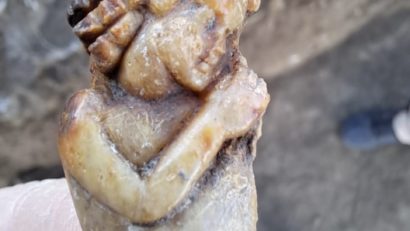 Arheolog Radu Petcu: ”Statuetă din os, reprezentare a zeului Thanatos, probabil cea mai frumoasă descoperire din punct de vedere artistic făcută anul acesta” | FOTO