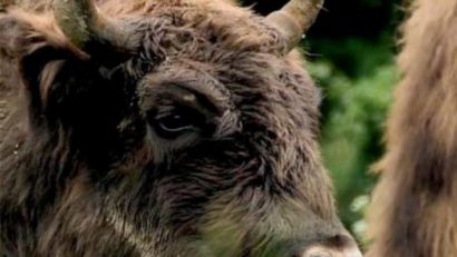 Primul bizon european crescut în România, în programul internațional de repopulare