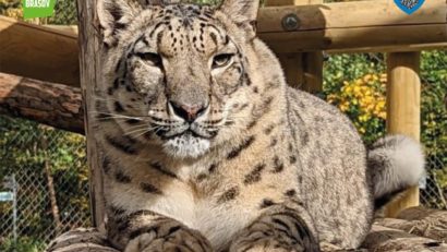 Ziua Internațională a Leopardului Zăpezilor, celebrată la Zoo Brașov