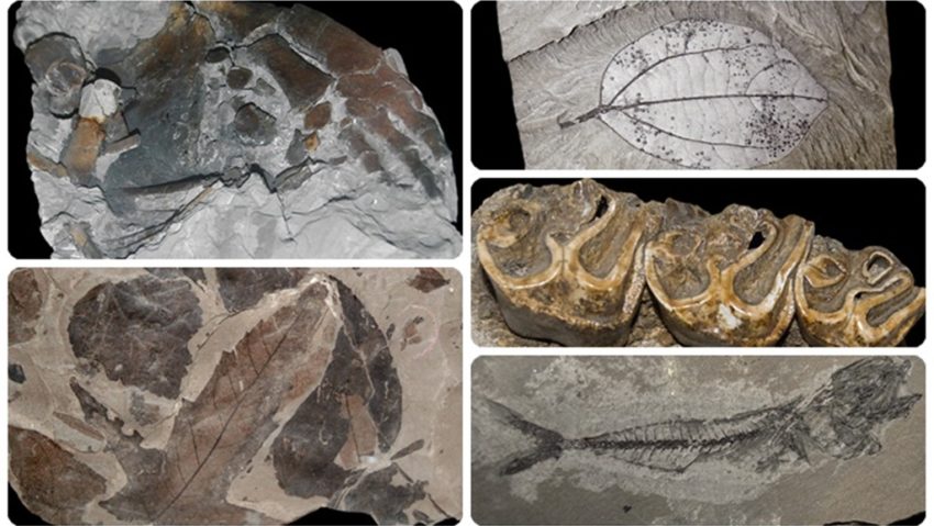 CLUJ-NAPOCA: Pe urmele vieţii din trecut: Muzeul de Paleontologie şi Stratigrafie al UBB