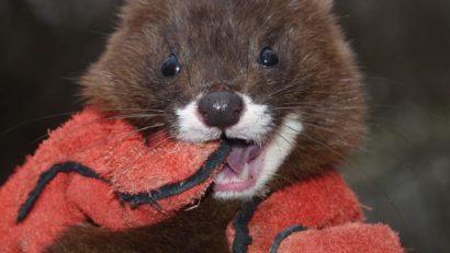 Delta Dunării nu este doar paradisul păsărilor. Nurca europeană, unul dintre cele mai rare animale din fauna europeană, și-a găsit refugiul în această arie protejată