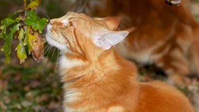 BUCUREȘTI: Târg de adopții la „Antipa”, de Ziua Mondială a Animalelor