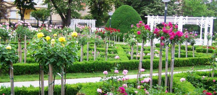 Orașul Tulcea va avea un Rosarium, amenajat pe malul Lacului Ciuperca | FOTO