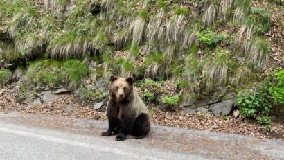 Opt apeluri de semnalare a prezenței urșilor în Harghita, în ultima săptămână