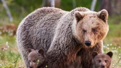 Scade numărul intervenţiilor de alungare a urşilor din localităţile din Harghita