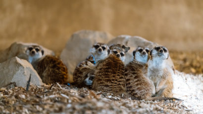 Hackathon pentru digitalizarea Grădinii Zoologice din Târgu Mureş