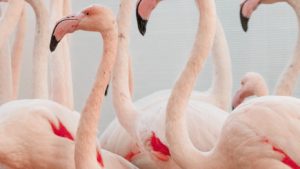 Zoo Târgu Mureș se îmbogățește cu flamingo și pelicani