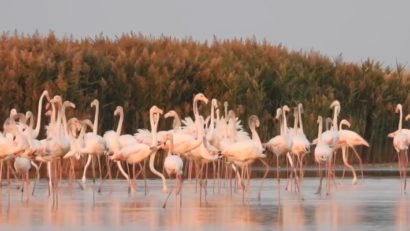 Charlie Ottley prezintă, la Constanța, documentarul ”Flavours of Romania – Dobrogea” | VIDEO