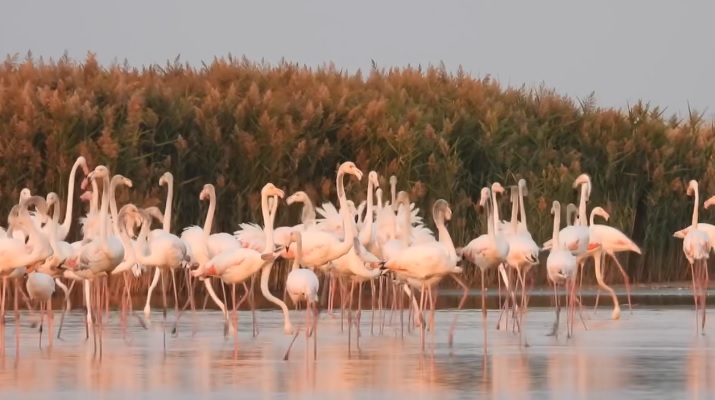 Charlie Ottley prezintă, la Constanța, documentarul ”Flavours of Romania – Dobrogea” | VIDEO