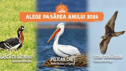 Societatea Ornitologică dă start campaniei pentru alegerea Păsării Anului 2024