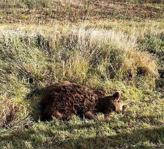 COVASNA: 18 urși au murit, anul acesta, în accidente
