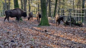 Grădina Zoologică Târgu Mureș participă la „Noaptea Muzeelor”