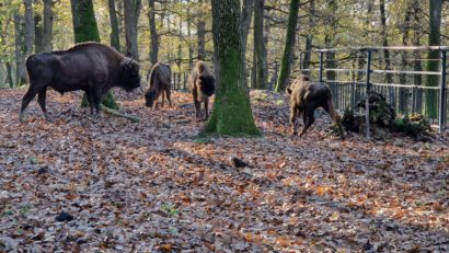 Noi exemplare de zimbru, la Zoo Târgu Mureș