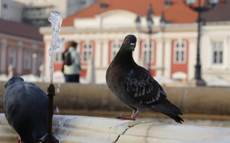 meteo-toamna-iarna-porumbei radio timisoara