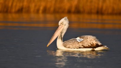 Număr record de pelicani creți în România: Aproape jumătate, în Delta Dunării